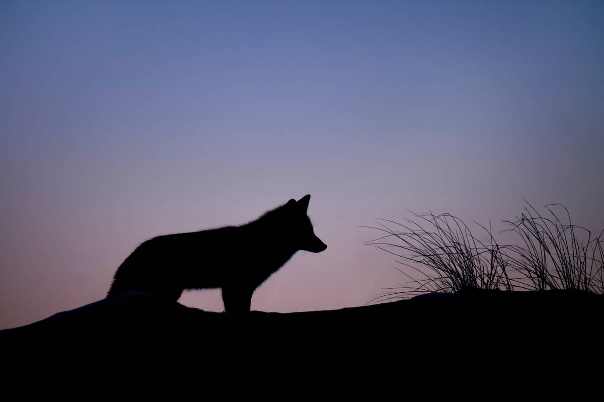 Make a Werewolf Character: 7 Proven Tips to Avoid Painful Mistakes