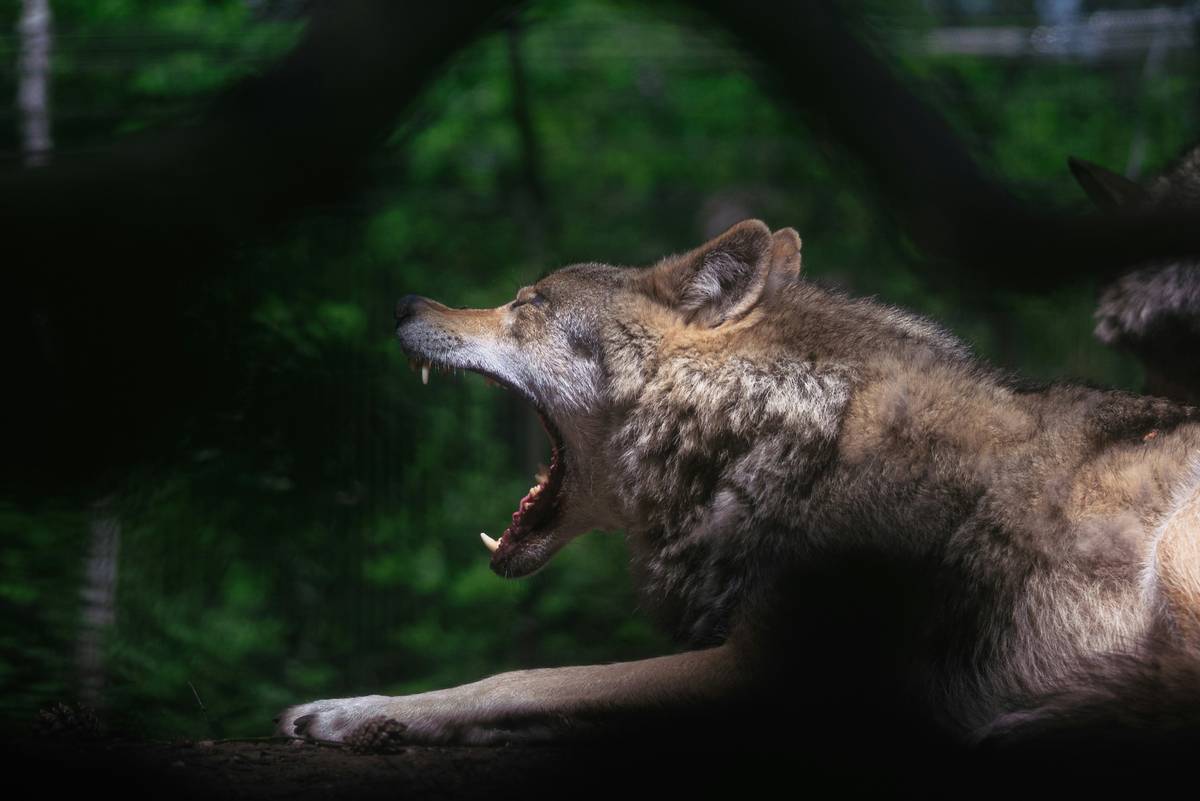 Paranormal Theme Werewolf Benefit of Being: 7 Proven Ways to Embrace Your Inner Power Without Losing Control