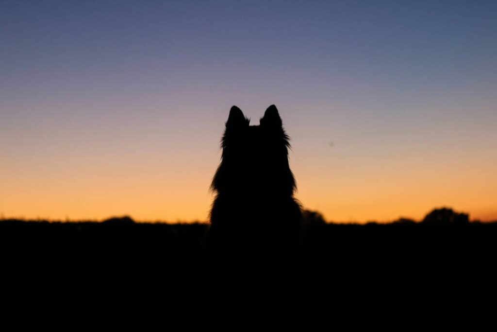 Paranormal Werewolf Romance Books That Actually Deliver Chills—and Chemistry