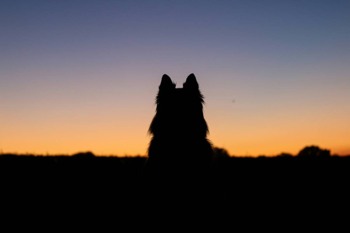 Paranormal Werewolf Romance Books That Actually Deliver Chills—and Chemistry