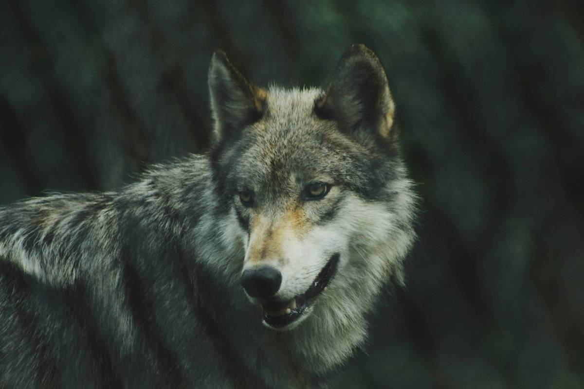 Readers reacting emotionally to werewolf storm a paranormal romance novel at a bookstore event