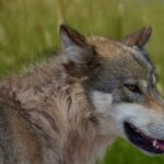 Werewolf W5 Character Sheet: 7 Proven Tips to Avoid Painful Roleplay Mistakes