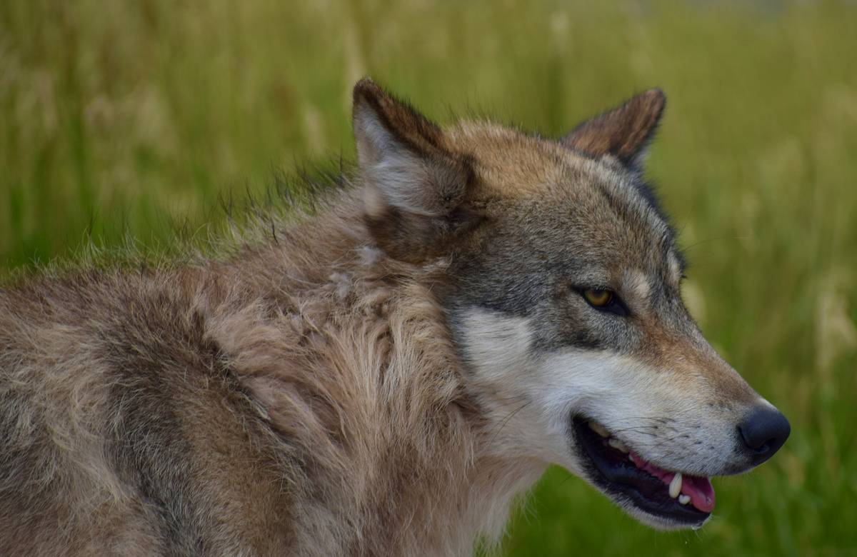 Werewolf W5 Character Sheet: 7 Proven Tips to Avoid Painful Roleplay Mistakes