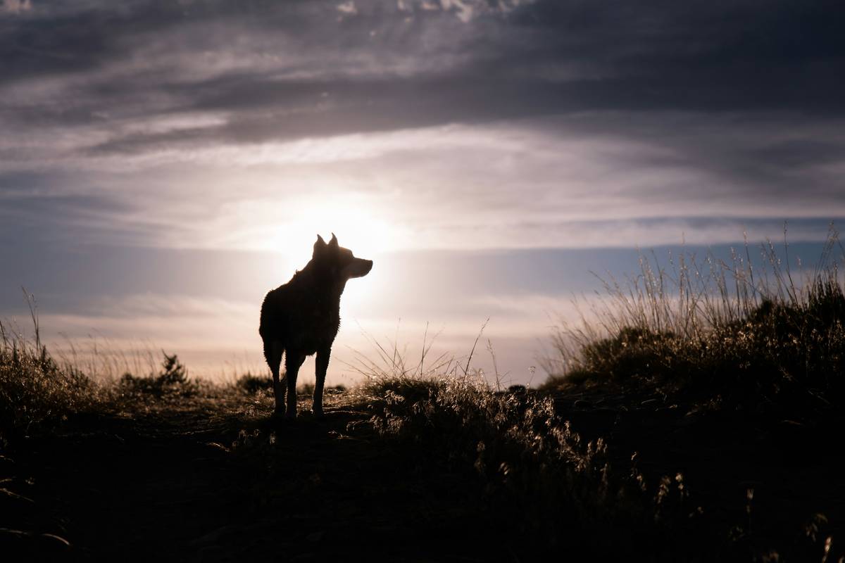 Dark Fantasy Werewolf Books: 7 Proven Ways to Avoid Painful Lore Mistakes